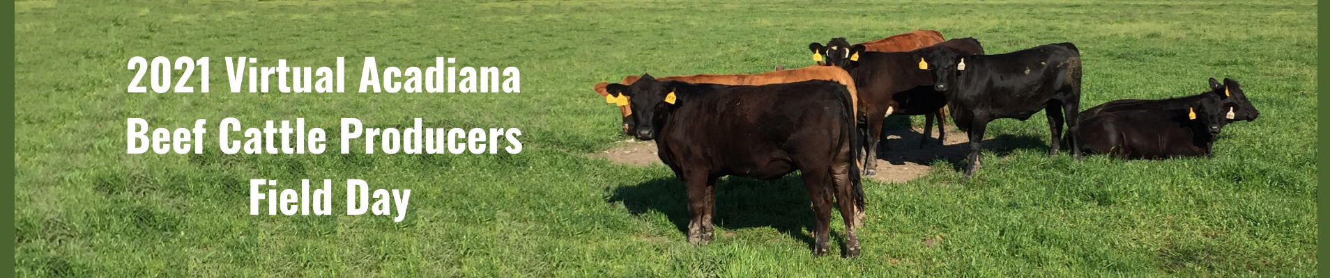 2021 Virtual Acadiana Beef Cattle Producers Field Day banner.